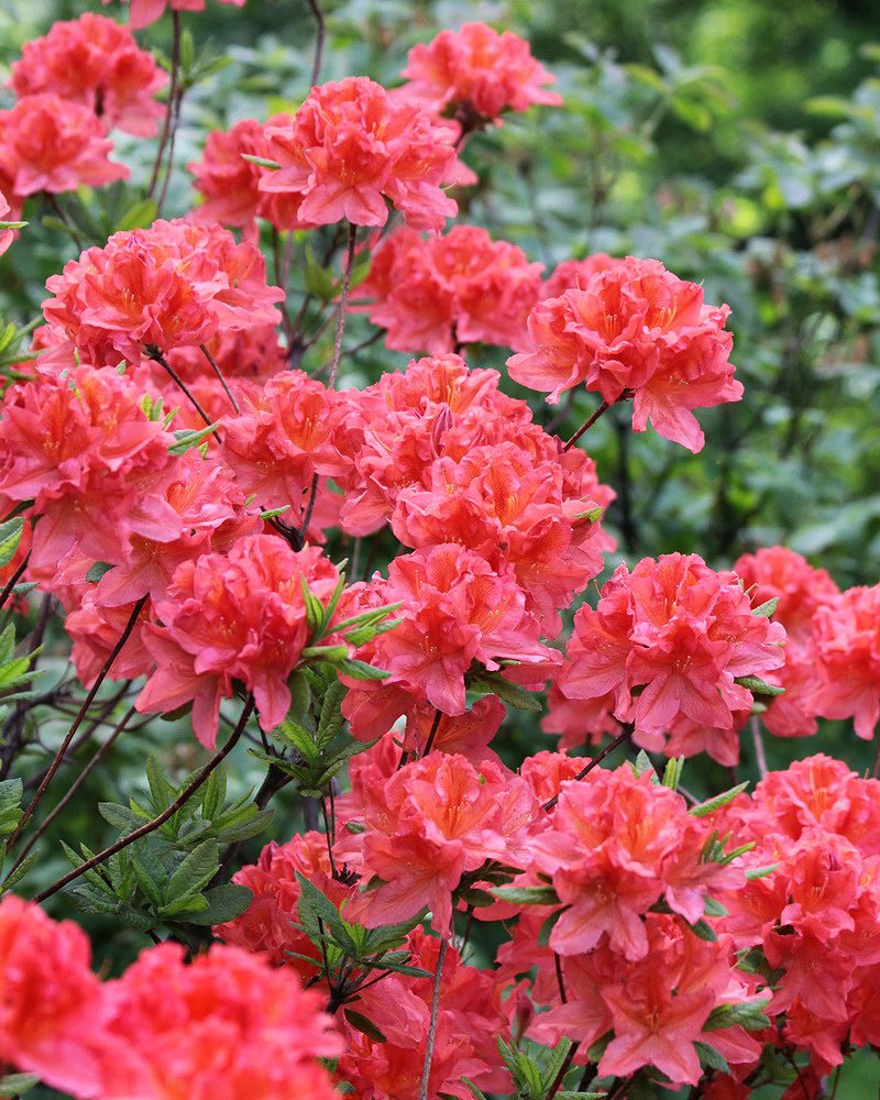 Image of Rhododendron molle ssp. japonicum specimen.