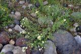 Pyrethrum peucedanifolium. Цветущее растение. Кабардино-Балкария, Эльбрусский р-н, подножие пика Терскол, ≈ 2100 м н.у.м., каменистый склон. 11.07.2016.