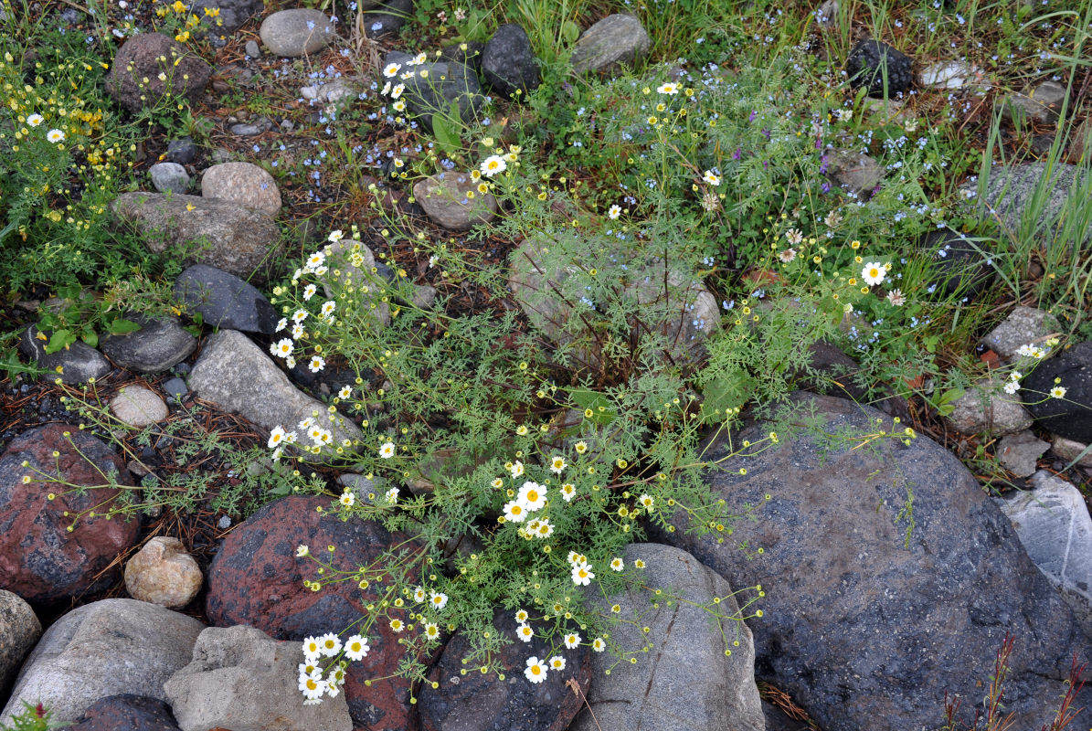 Изображение особи Pyrethrum peucedanifolium.