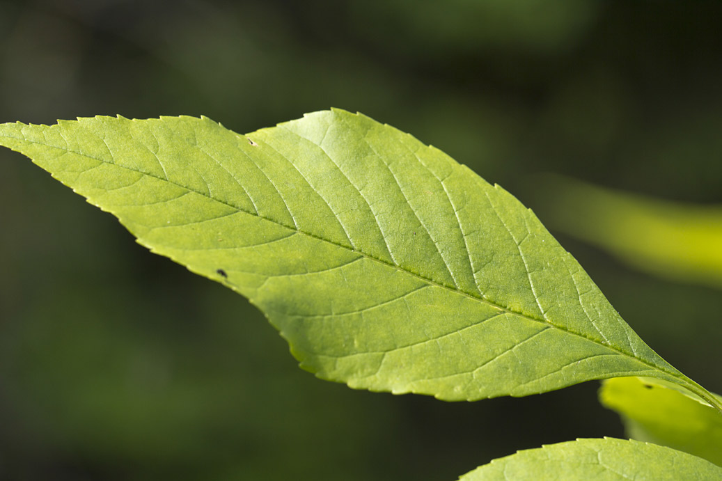 Изображение особи Fraxinus excelsior.