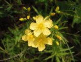 Hypericum elegans. Цветки и бутоны. Украина, Запорожский р-н, Дурная балка, разнотравная степь. 18.06.2016.