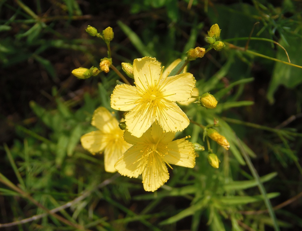 Изображение особи Hypericum elegans.