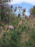 Cirsium setosum