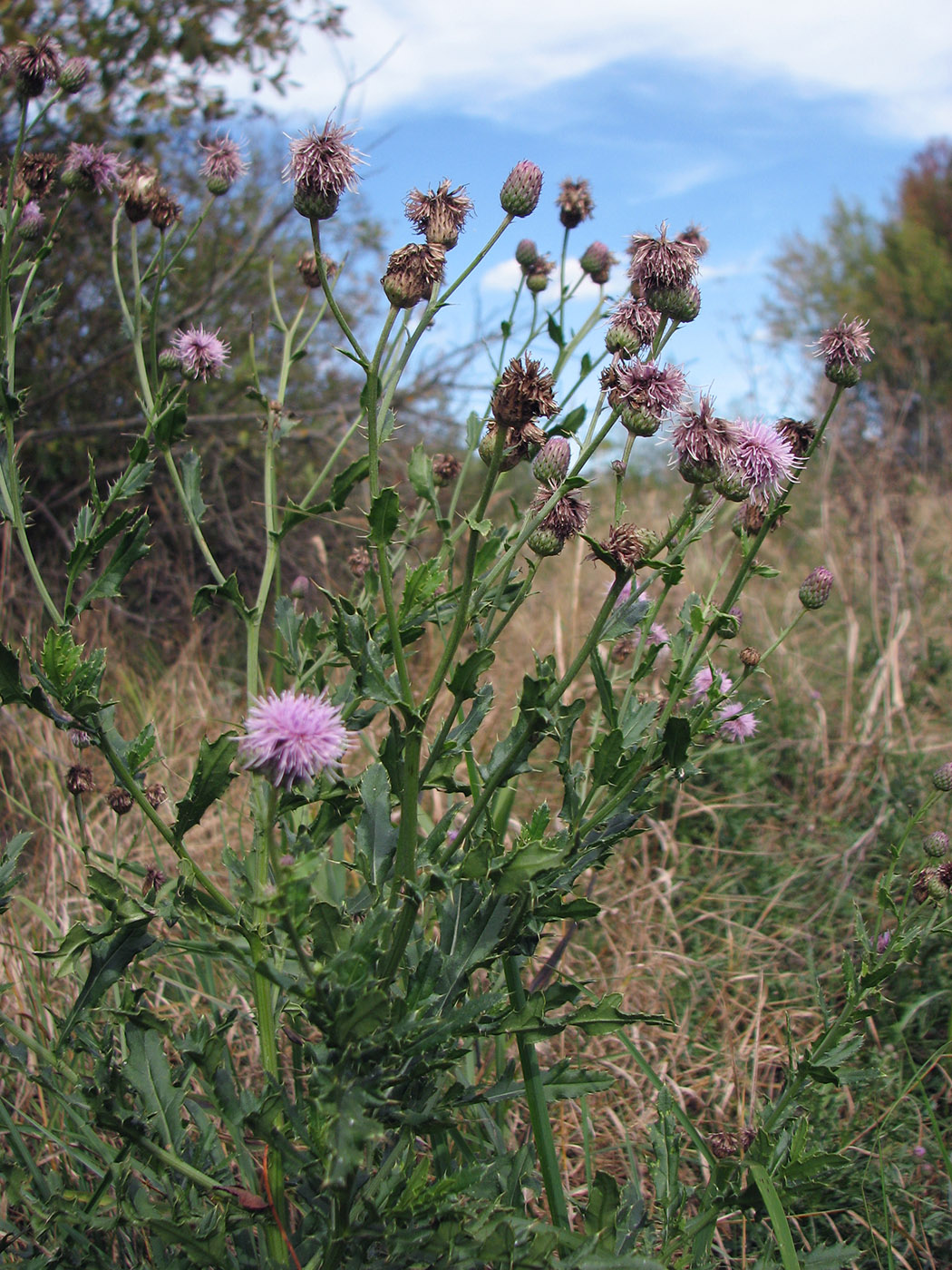 Image of Cirsium setosum specimen.