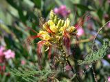 Caesalpinia gilliesii. Верхушка побега с соцветием. Турция, Эгейский регион, провинция Денизли, окр. г. Памуккале. 09.07.2006.