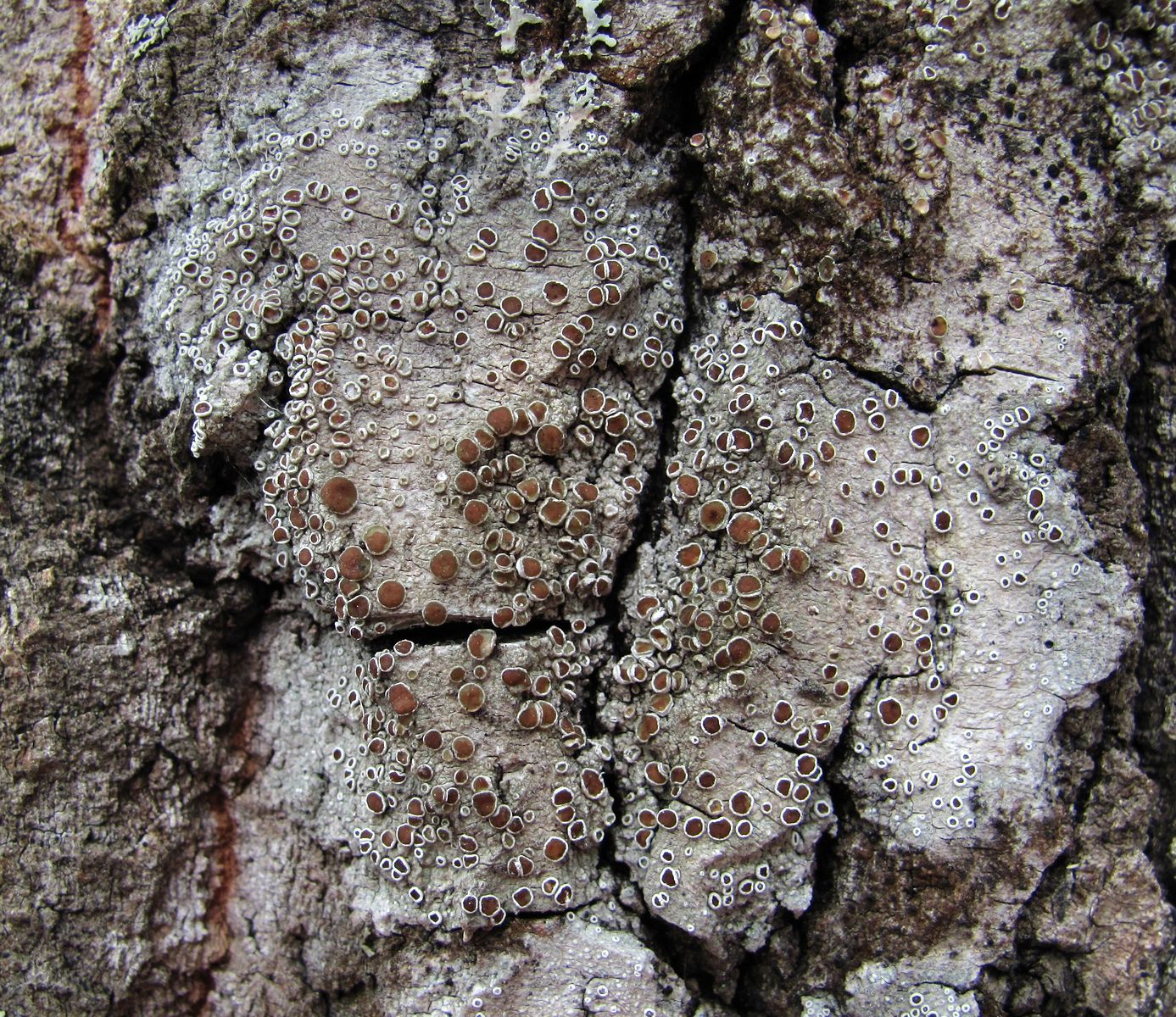 Image of genus Lecanora specimen.