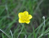 Ranunculus illyricus. Цветок. Крым, гора Чатырдаг (нижнее плато), луговая степь. 05.06.2016.