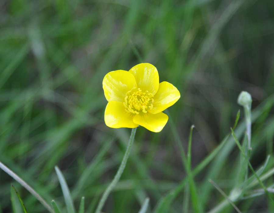 Image of Ranunculus illyricus specimen.