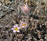 Pulsatilla turczaninovii. Цветущие растения. Иркутская обл., Усть-Ордынский р-н, гора Булен, степь на склоне горы. 26.04.2016.