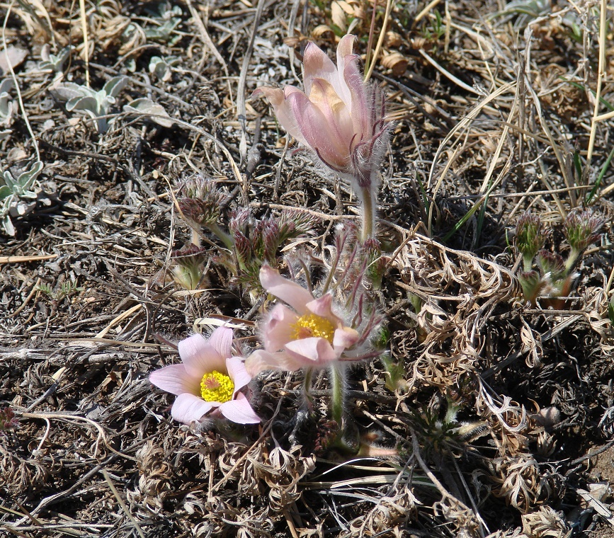 Изображение особи Pulsatilla turczaninovii.