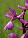 Orchis mascula. Цветок. ФРГ, земля Северный Рейн-Вестфалия, р-н Ойскирхен, окр. г. Бланкенхайм, разнотравный луг. 28 мая 2010 г.