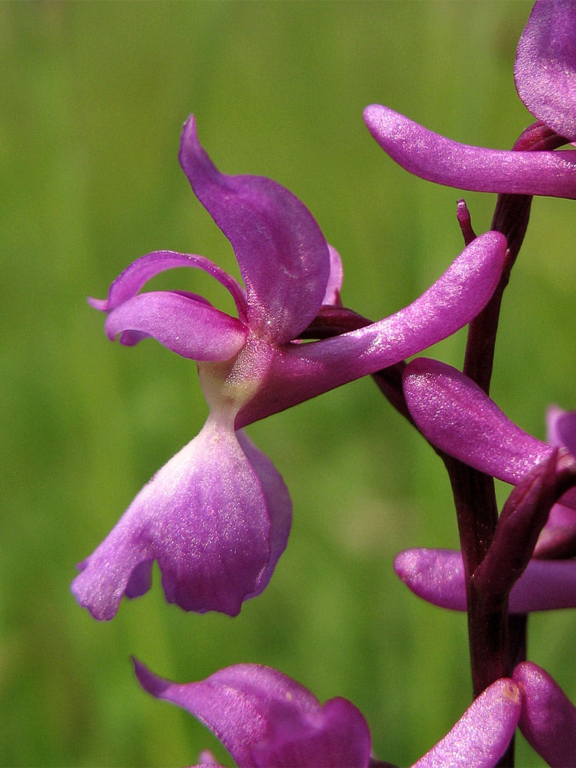 Image of Orchis mascula specimen.