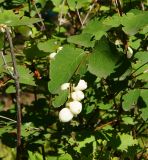 Symphoricarpos albus разновидность laevigatus. Часть веточки с соплодиями и листьями. Восточный Казахстан, г. Усть-Каменогорск, Архитектурно-ландшафтный музей-заповедник, в культуре. 04.09.2016.