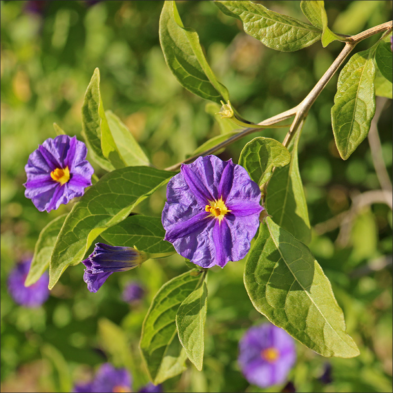 Изображение особи Lycianthes rantonnetii.