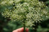 genus Conioselinum. Часть соцветия. Сахалинская обл., Томаринский р-н, окр. м. Старомаячный, нарушенный щебнистый склон сопки, верхняя часть. 21.08.2016.