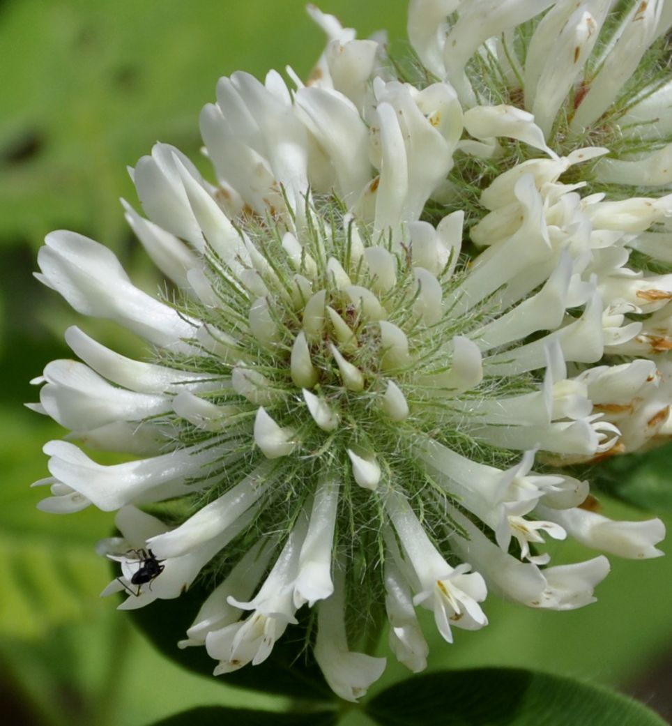 Изображение особи род Trifolium.