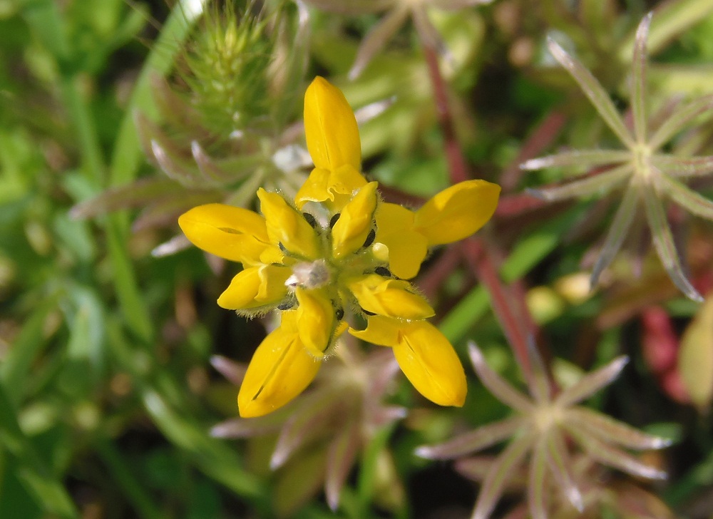 Изображение особи Lupinus luteus.