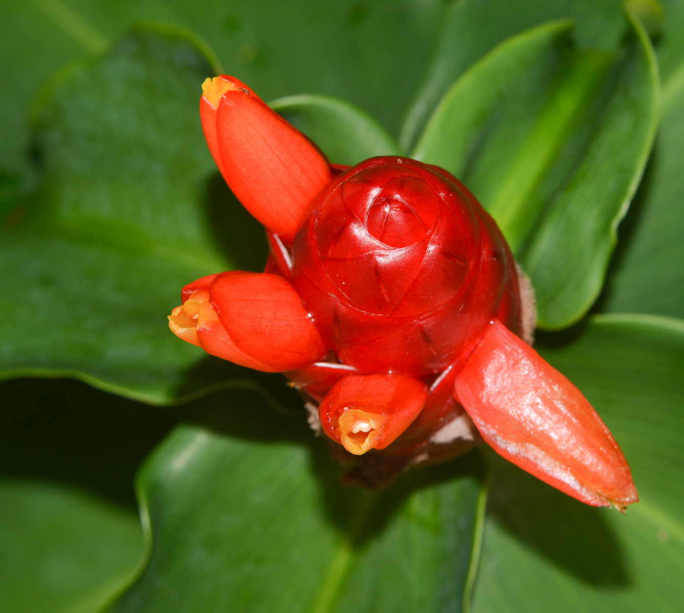 Image of Costus woodsonii specimen.