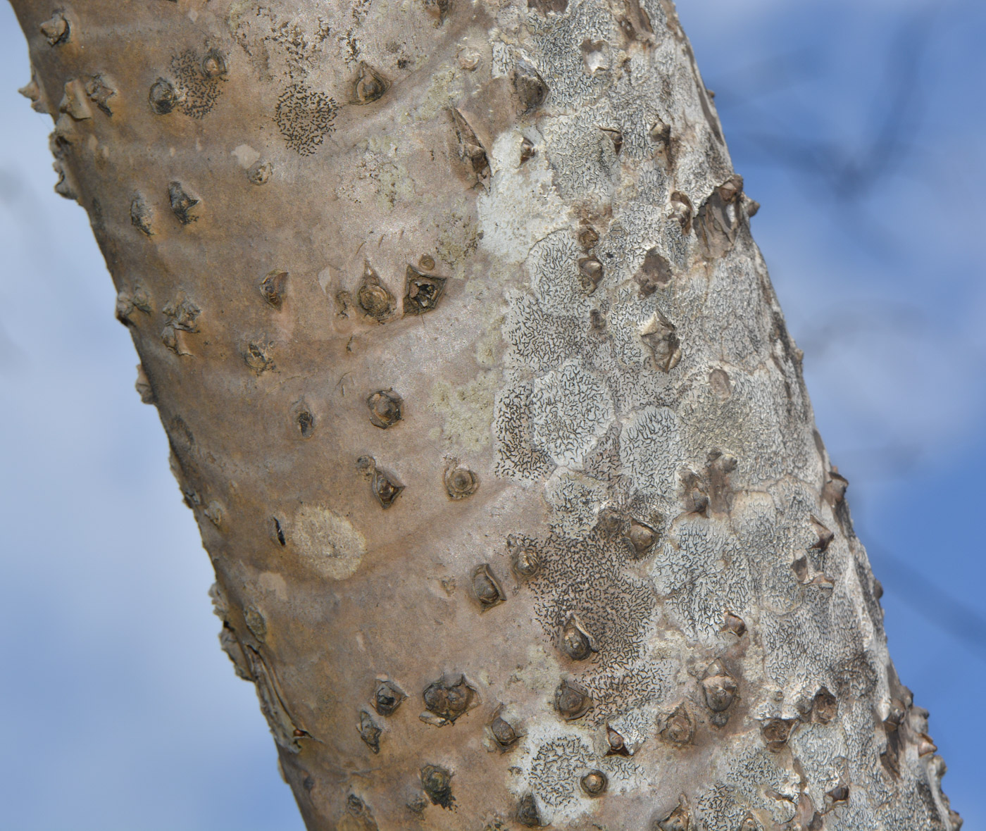 Image of Pandanus tectorius specimen.