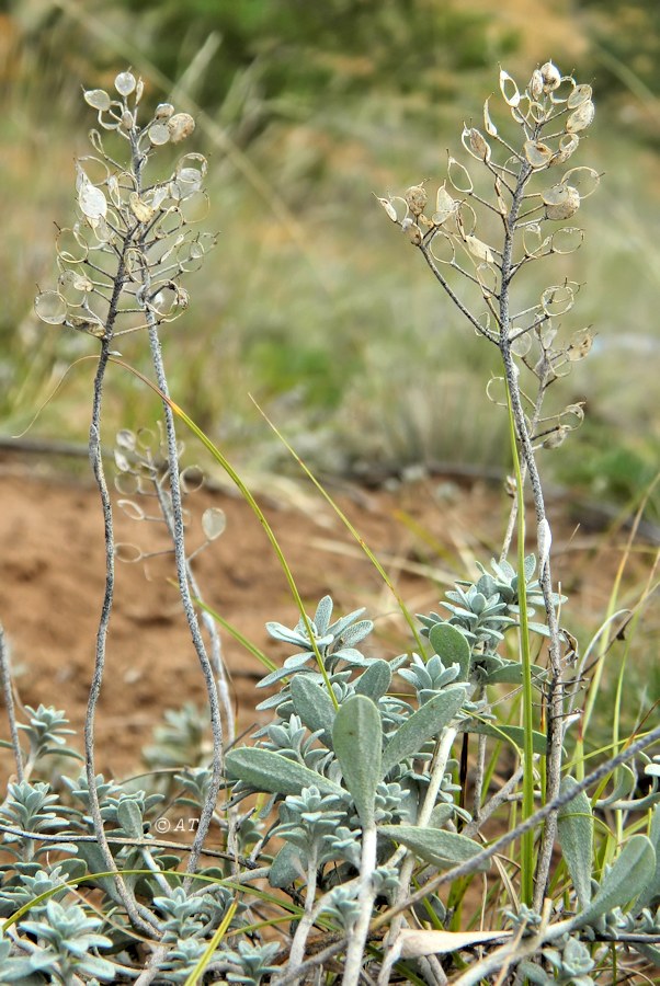 Image of Odontarrhena obovata specimen.