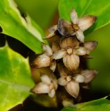 Acanthus ilicifolius