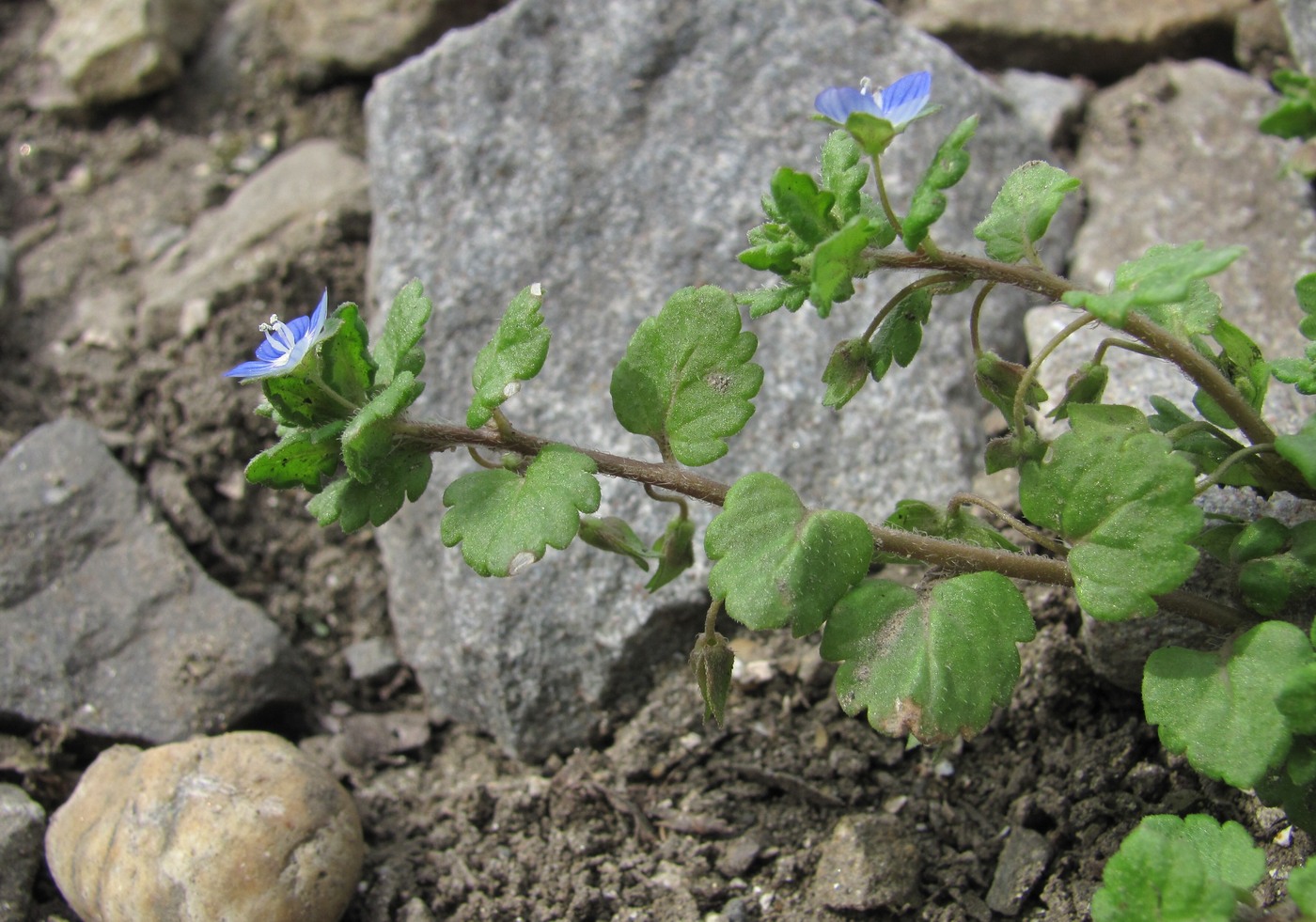 Image of Veronica polita specimen.