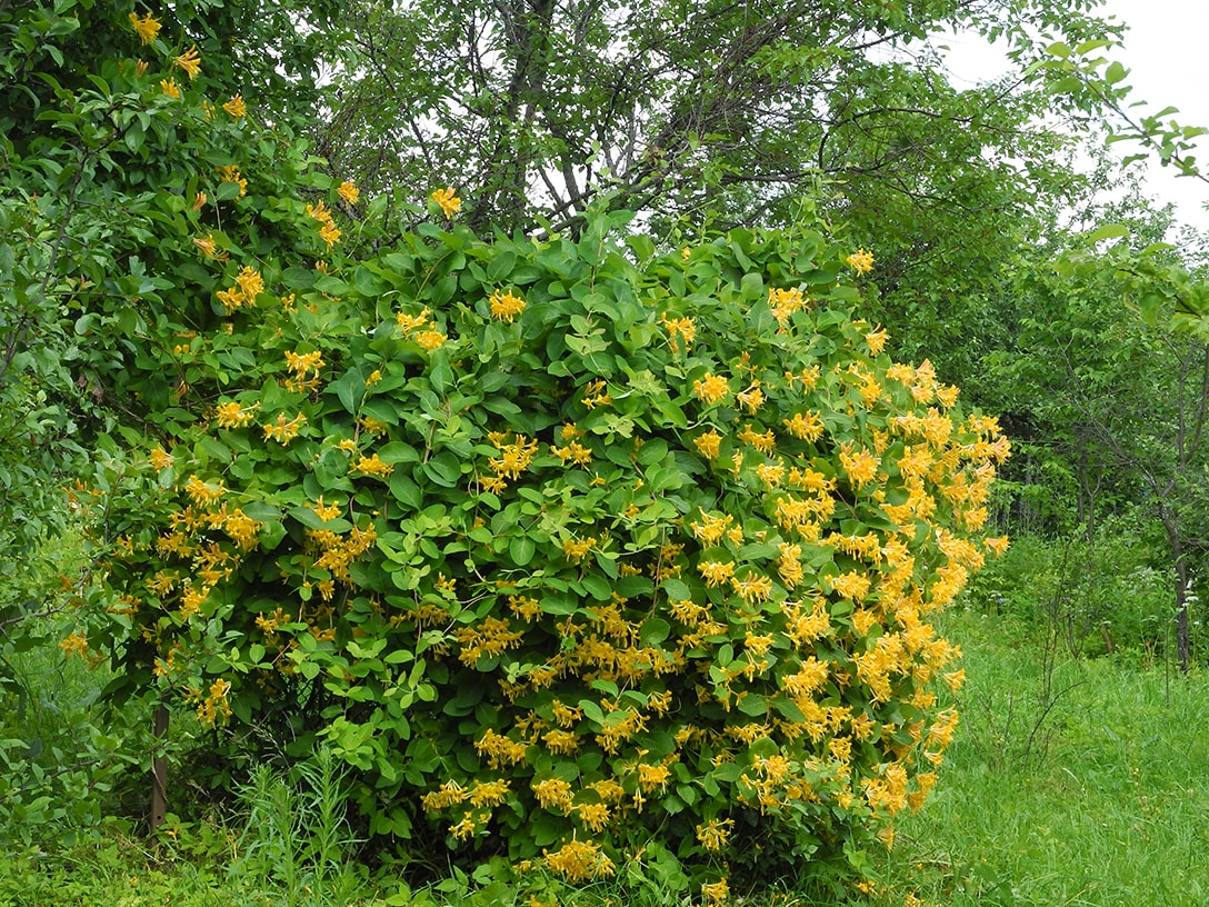 Изображение особи Lonicera × tellmanniana.