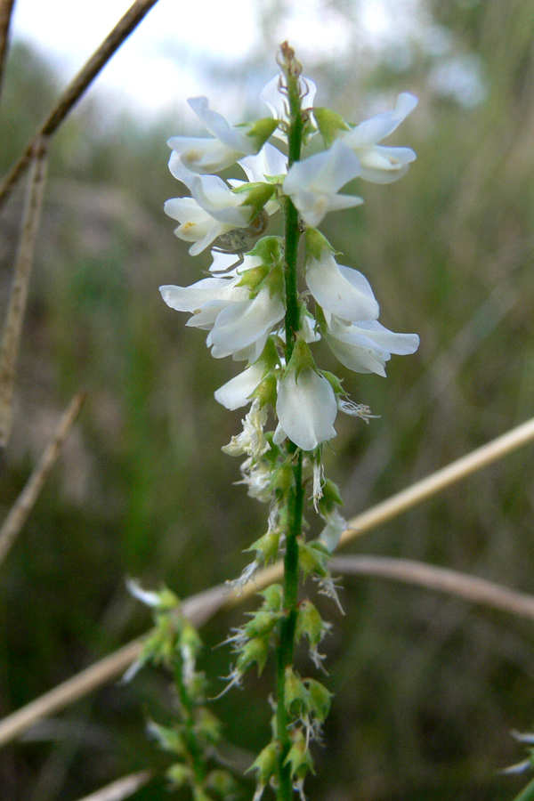 Изображение особи Melilotus albus.