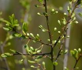 Prunus domestica