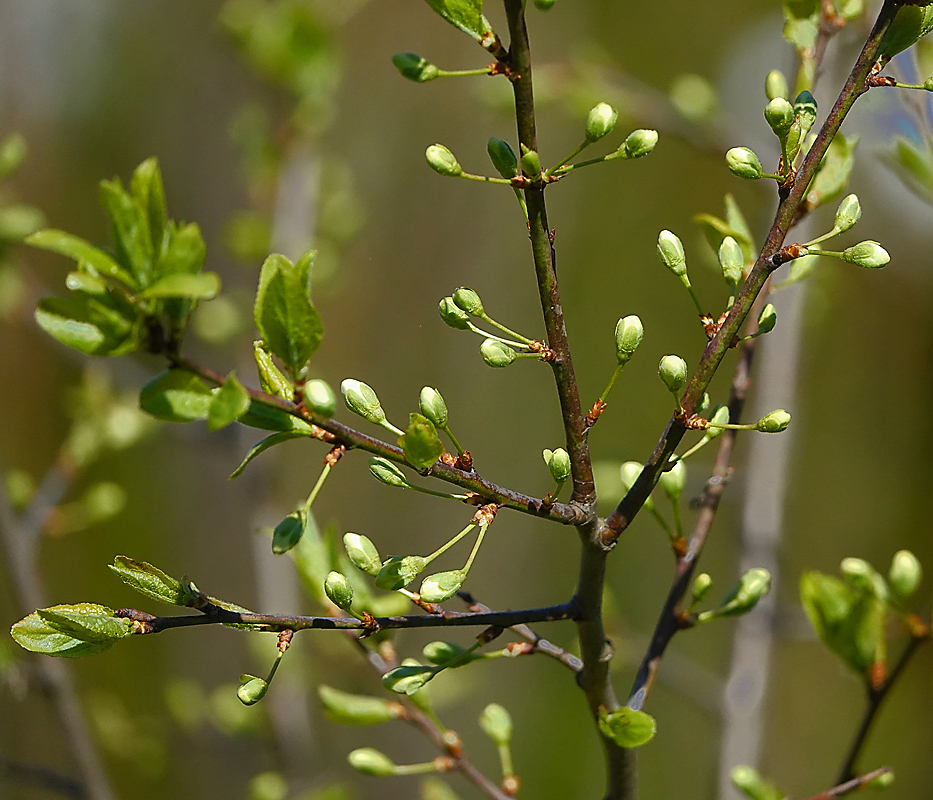 Image of Prunus domestica specimen.