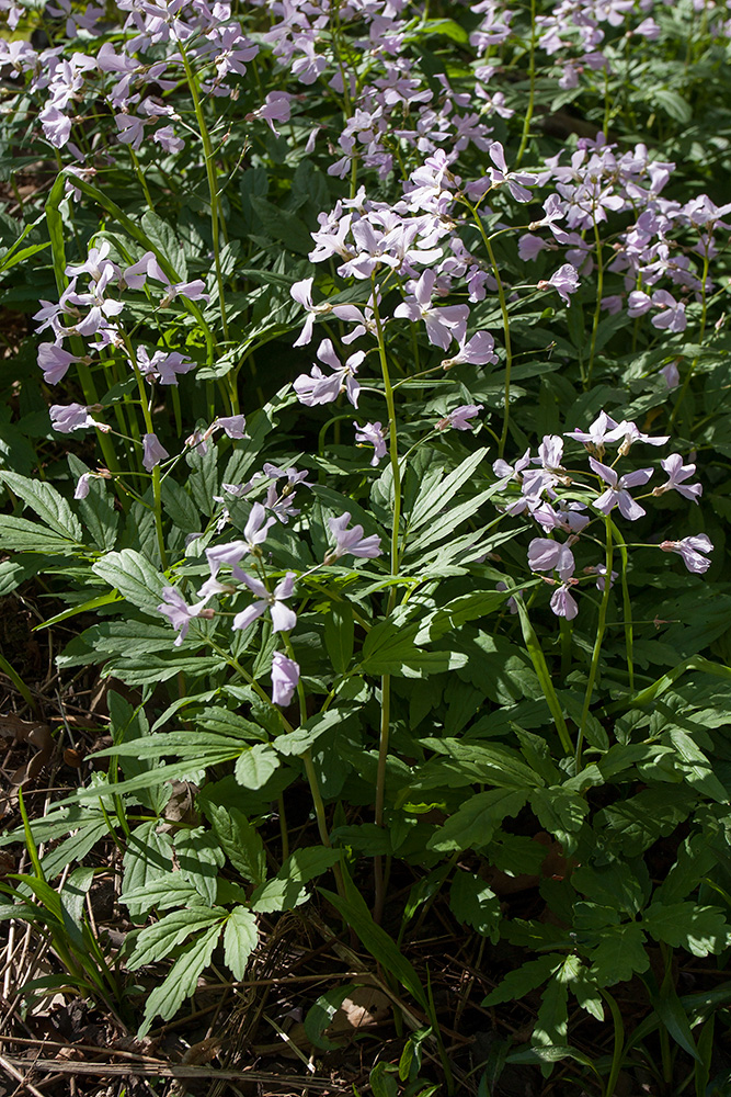 Изображение особи Cardamine quinquefolia.