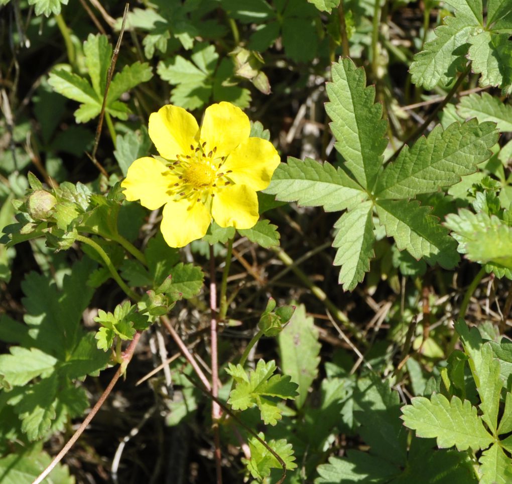 Image of Potentilla reptans specimen.