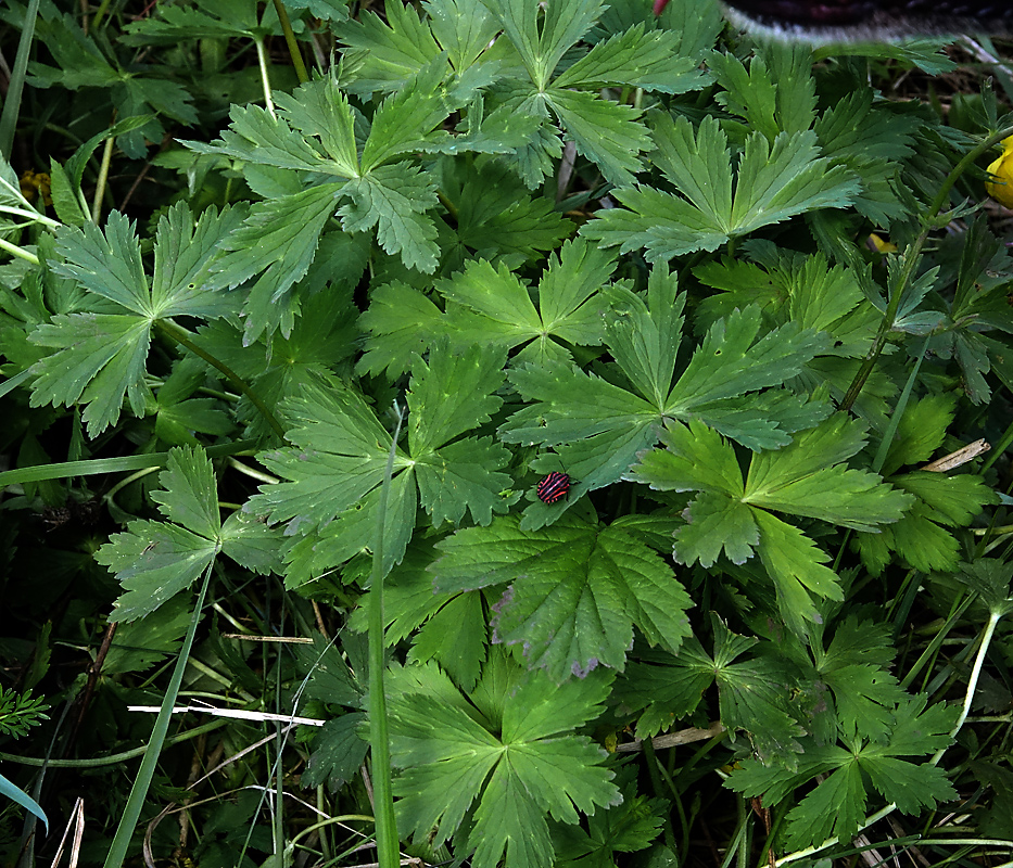 Изображение особи Trollius europaeus.