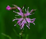 Coccyganthe flos-cuculi