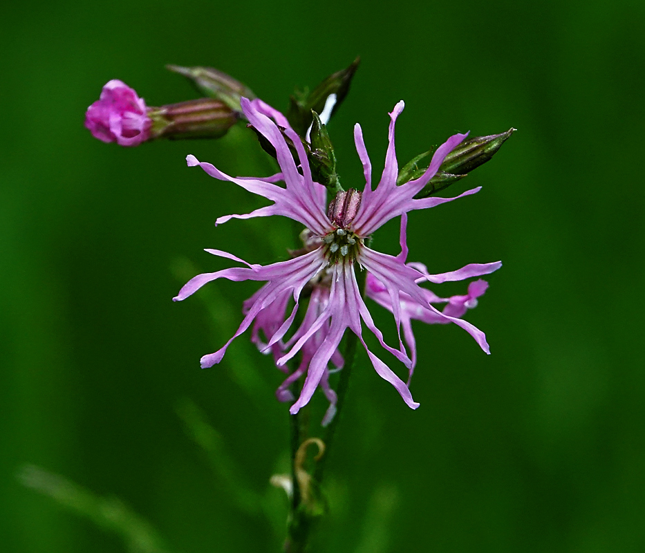 Изображение особи Coccyganthe flos-cuculi.