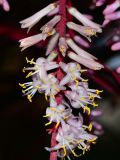 Cordyline fruticosa. Часть соцветия с бутонами и цветками. Таиланд, о-в Пхукет, ботанический сад. 16.01.2017.