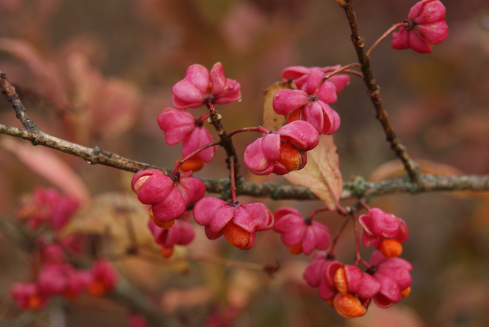 Изображение особи Euonymus europaeus.