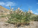 Astragalus alopecias