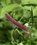 Lathyrus vernus. Плод. Костромская обл., Судиславский р-н, окр. дер. Антипино, долина р. Меза, смешанный лес. 25.06.2017.