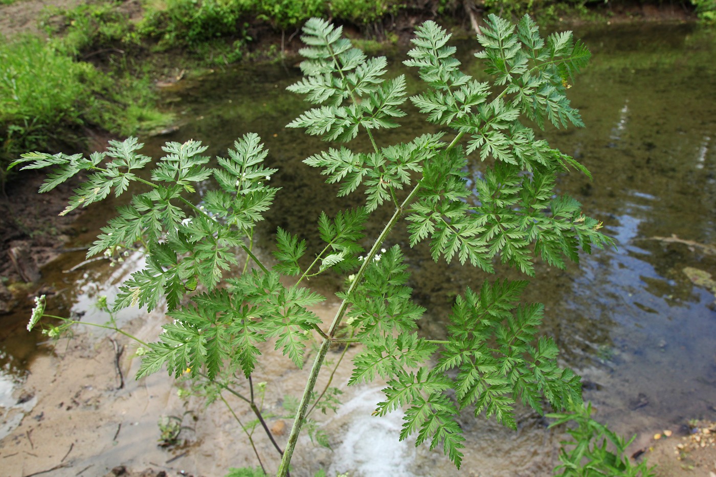 Изображение особи Chaerophyllum prescottii.