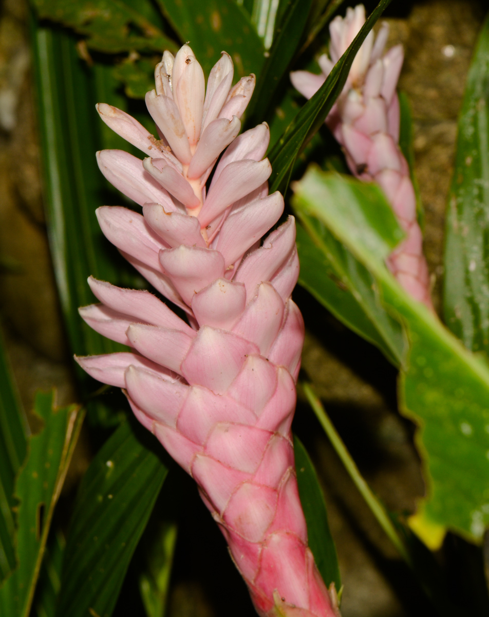 Image of Alpinia purpurata specimen.