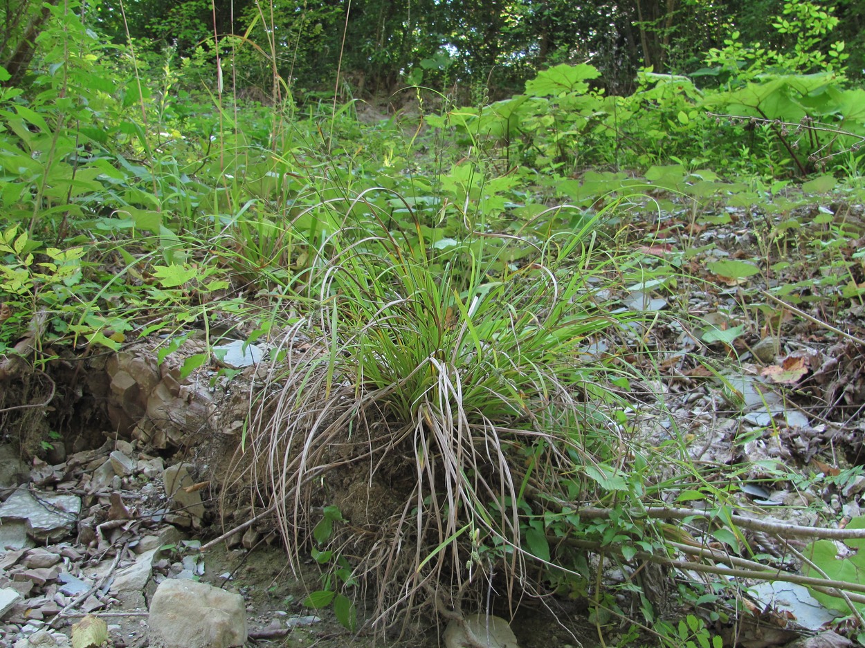 Изображение особи Carex grioletii.