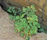 Thalictrum foetidum