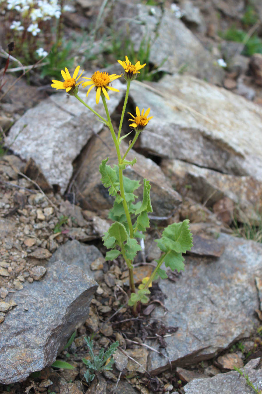 Image of Senecio taraxacifolius specimen.