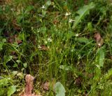 Juncus bufonius