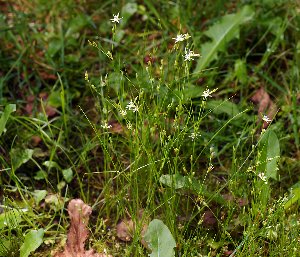 Изображение особи Juncus bufonius.