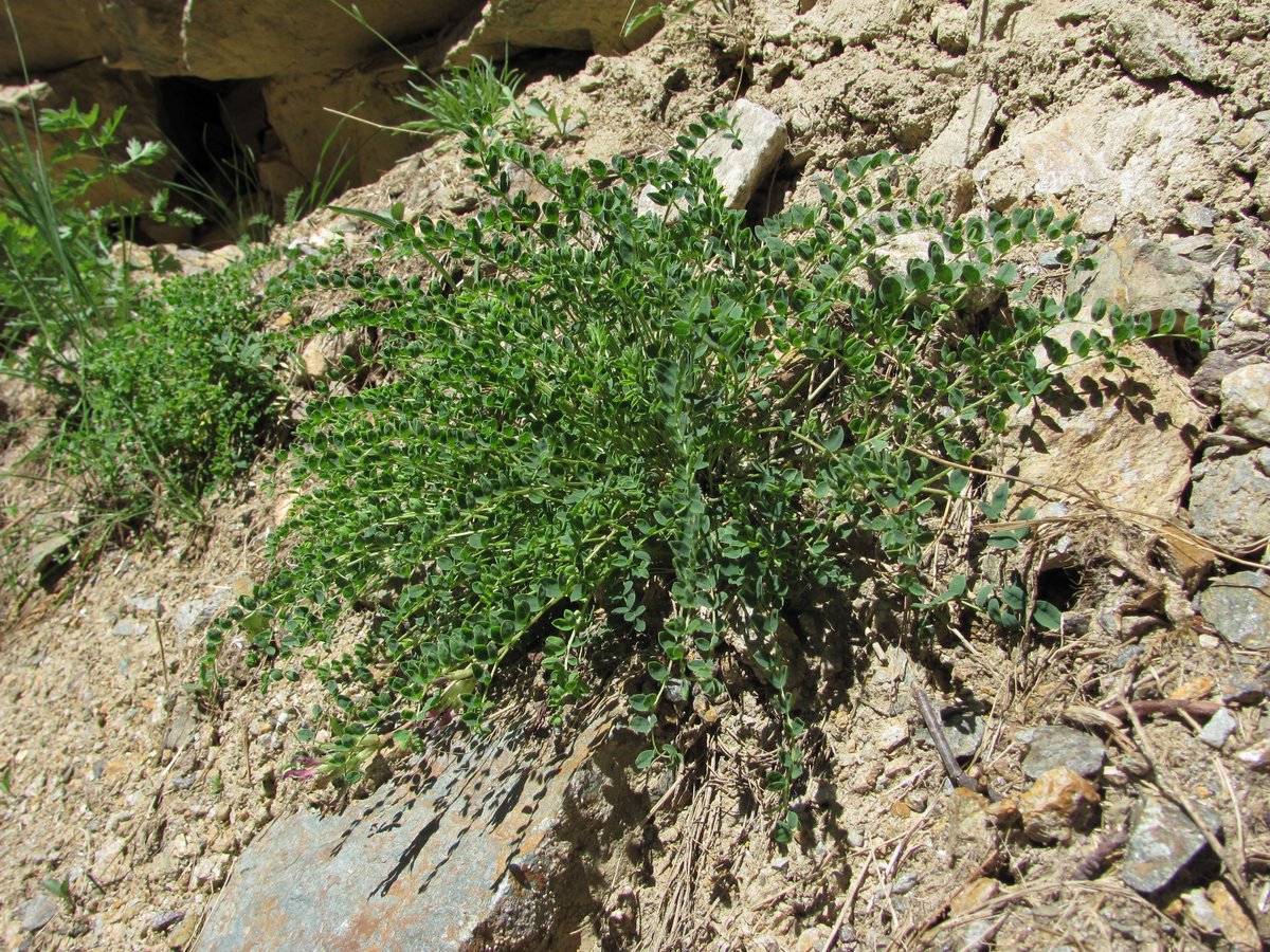 Изображение особи Astragalus demetrii.