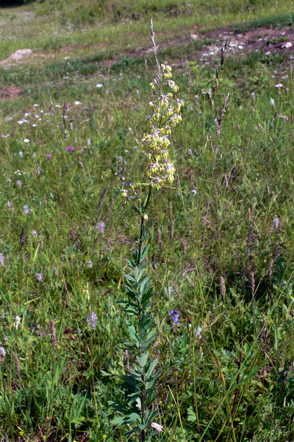 Image of Thalictrum simplex specimen.