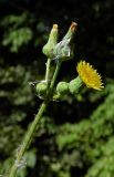 Sonchus asper