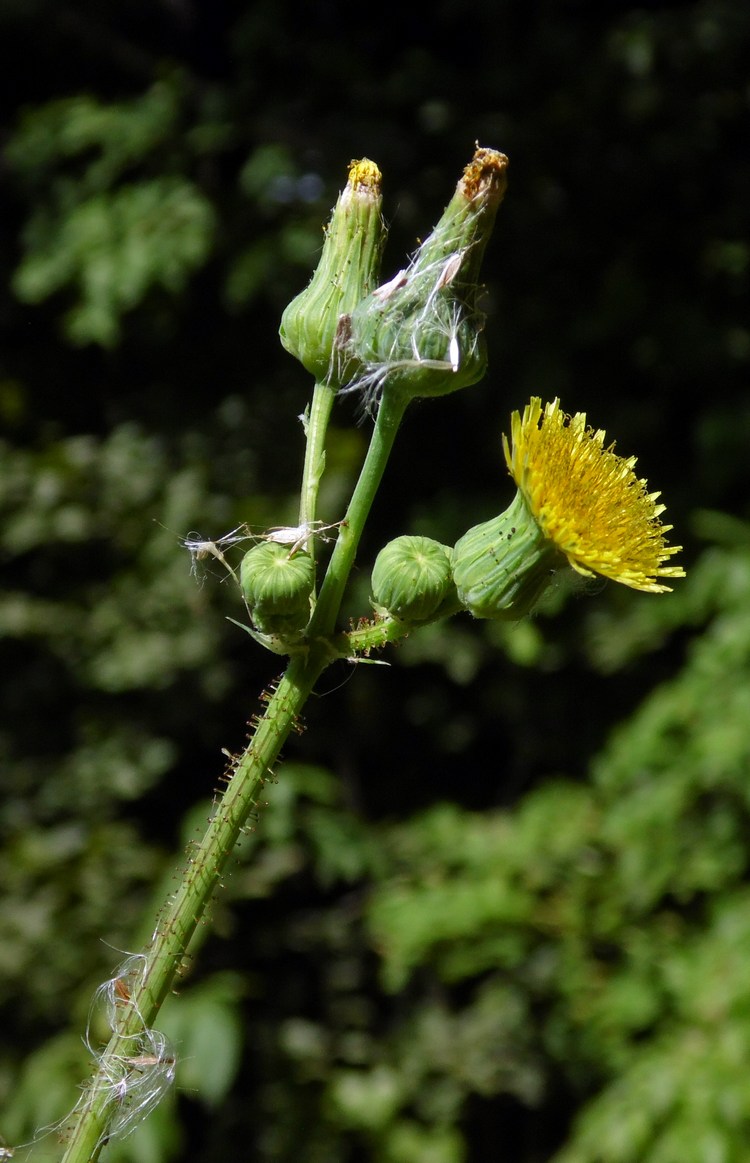 Image of Sonchus asper specimen.